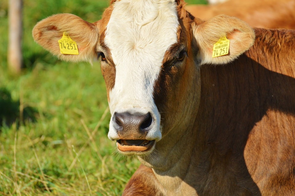 Cow Animal Ruminant Cute Beef Eat Meadow-20 Inch By 30 Inch Laminated