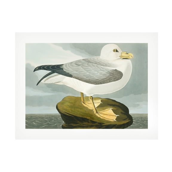 Trademark Fine Art Pictufy Fulmar Petrel From Birds of America 1827 Canvas Wall Art
