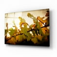 thumbnail image 2 of Epic Art 'Sunset Vines' by Jessica Rogers, Acrylic Glass Wall Art, 16"x12", 2 of 8
