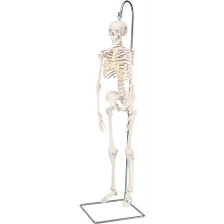 3B Anatomical Model - Shorty The Mini Skeleton on Hanging Stand