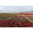 thumbnail image 4 of Better Homes & Gardens 1QT Red Achillea Milly Rock Live Perennial Plant Sun, 4 of 5