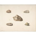thumbnail image 3 of Georgius Jacobus Johannes van Os 24x19 Black Modern Framed Museum Art Print Titled - Five Shells, 3 of 5