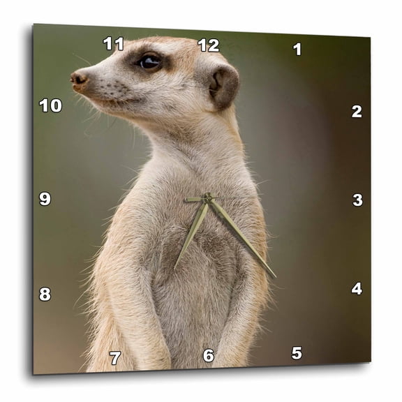 3drose, Namibia, Keetmanshoop, Meerkat Burrow, Mongoose-af31 Pso0140 - Paul Souders, 13x13 Wall Clock