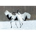thumbnail image 2 of Goff, Ellen 32x23 Black Ornate Wood Framed with Double Matting Museum Art Print Titled - Japan-Hokkaido-Kushiro Two red-crowned cranes dance together in the lightly falling snow, 2 of 4