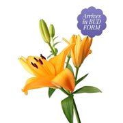 From You Flowers Stunning Lily Bouquet, Premium