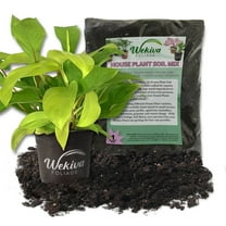 Lemon Philodendron and Soil Mix Combo - Live Plant in a 4 Inch Pot with 1 Quart Houseplant Soil Mix - Philodendron Erubescens with Custom Soil Blend