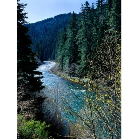 River Flowing Through A Forest North Umpqua River Umpqua National Forest Douglas County Oreg Print Wall Art - 
