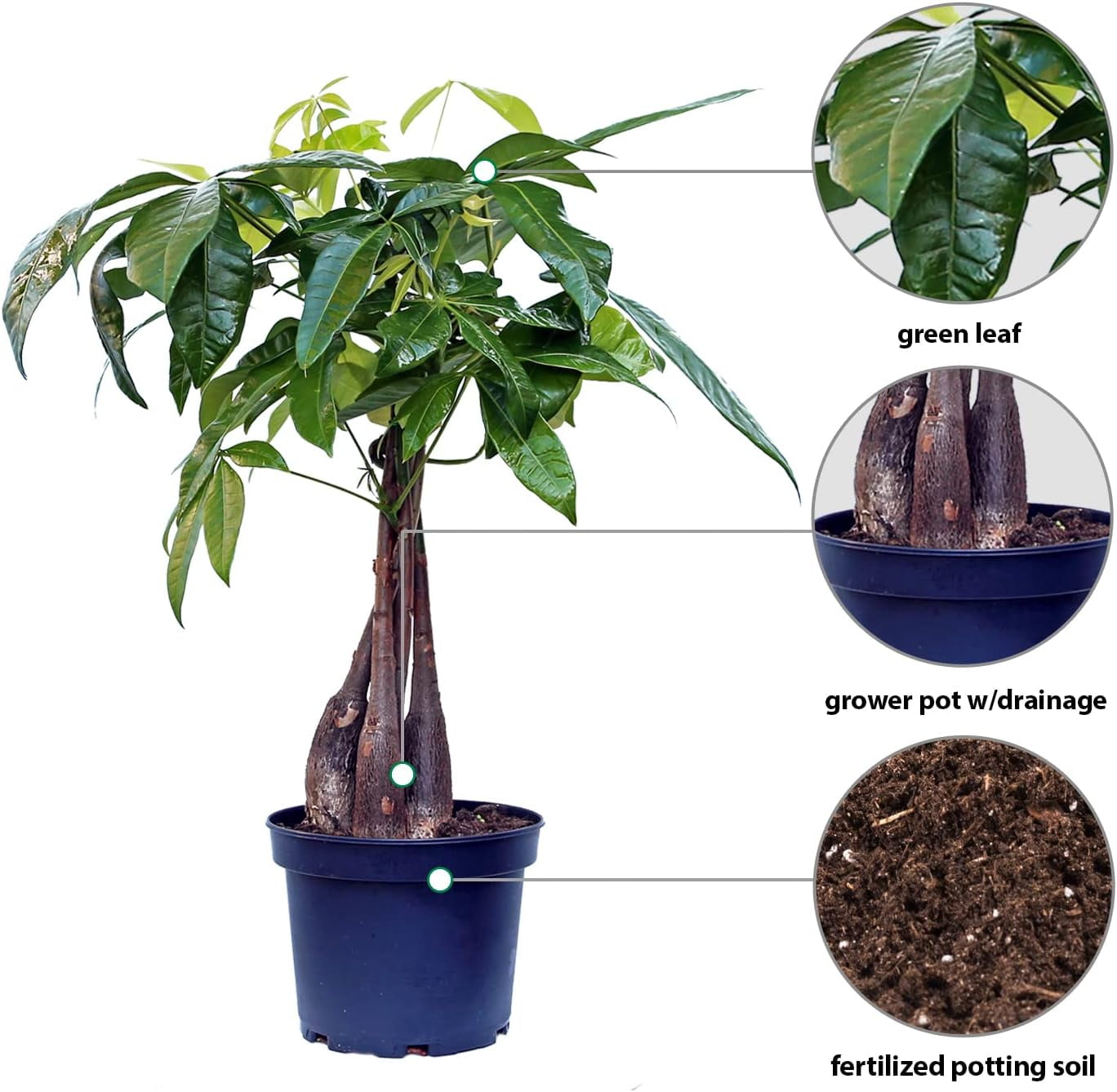 Live Money Tree, Pachira Aquatica, Large Plant, Good Luck Tree, Couples Gift, Housewarming Gift, Father's Day Gift, Indoor Plant in 6" Pot