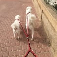 thumbnail image 5 of Minkissy 1Pcs Dog Leash for Small Dogs Rope Training Leash, 5 of 5