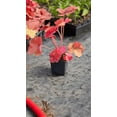 thumbnail image 2 of 3 Southern Comfort Heuchera, in 3.5 inch containers, 2 of 6
