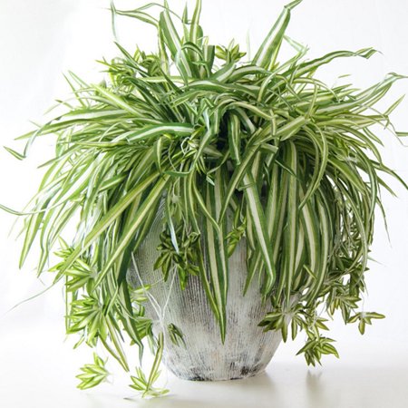 Gohope 1 Bouquet Large Size Simulatio Chlorophytum Comosumn Plant Wall Decorate Artificial Plant 60cm Walmart Canada