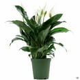 thumbnail image 1 of Peace Lilly, 1 of 2