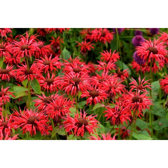 10 Panorama RED BEE BALM Monarda Didyma Oswego Tea Herb Flower Seeds