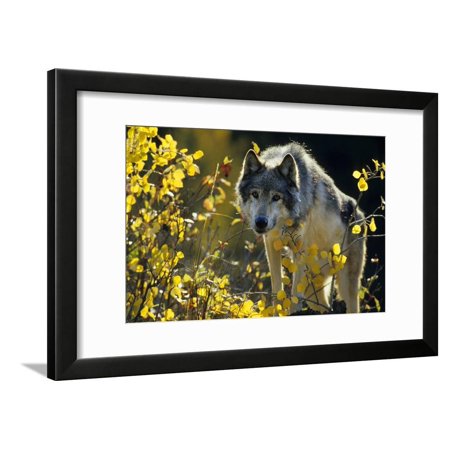 Gray Wolf in Fall, Montana Framed Print Wall Art By Richard and Susan Day
