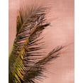 thumbnail image 2 of Carpentieri, Natalie 12x14 White Modern Wood Framed Museum Art Print Titled - Honduras Palm, 2 of 4