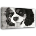 thumbnail image 1 of Karyn Millet 18x13 Gallery Wrapped Canvas Wall Art Titled - King Charles Spaniel, 1 of 4
