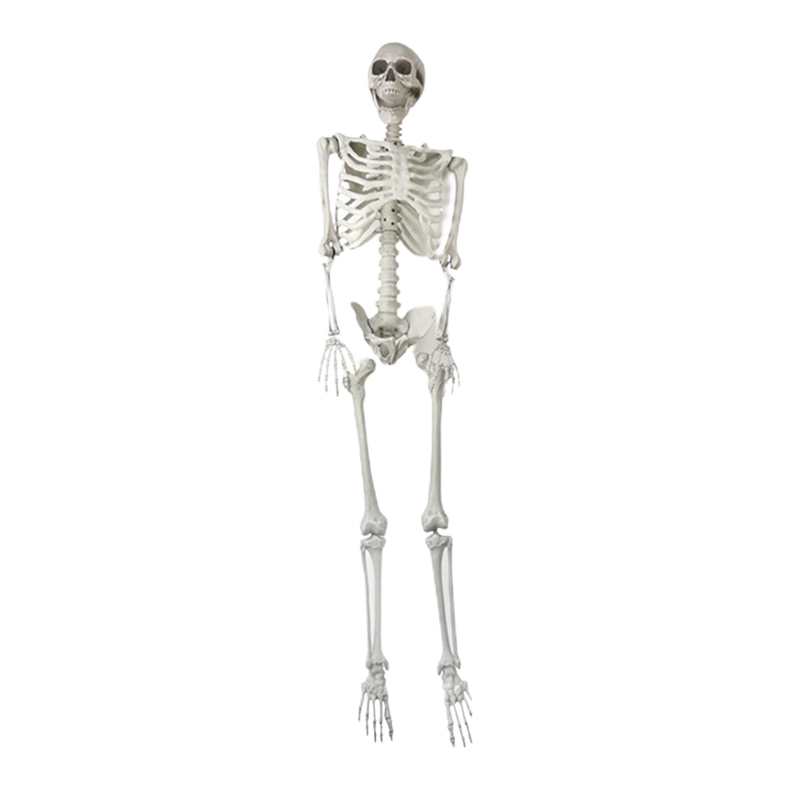 Squelettes Réalistes Articulés Pour Halloween - Figurines D'Os Humains Mobiles, Parfait Pour Maisons Hantées Et Décorations Cimetière