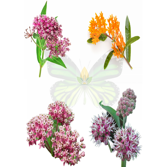 Sunutri Milkweed Seed Variety Pack – Non-GMO Wildflower Seeds for Pollinator Gardens – 4 Milkweed Species