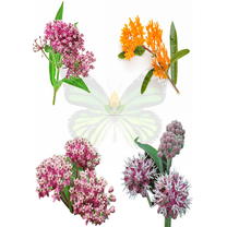 Sunutri Milkweed Seed Variety Pack – Non-GMO Wildflower Seeds for Pollinator Gardens – 4 Milkweed Species