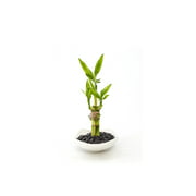 Clean Chic Simple Moden Live Plants 3 tslaks Lucky Bamboo in a mini square shallow white ceramic vase. US seller, fast shipping.