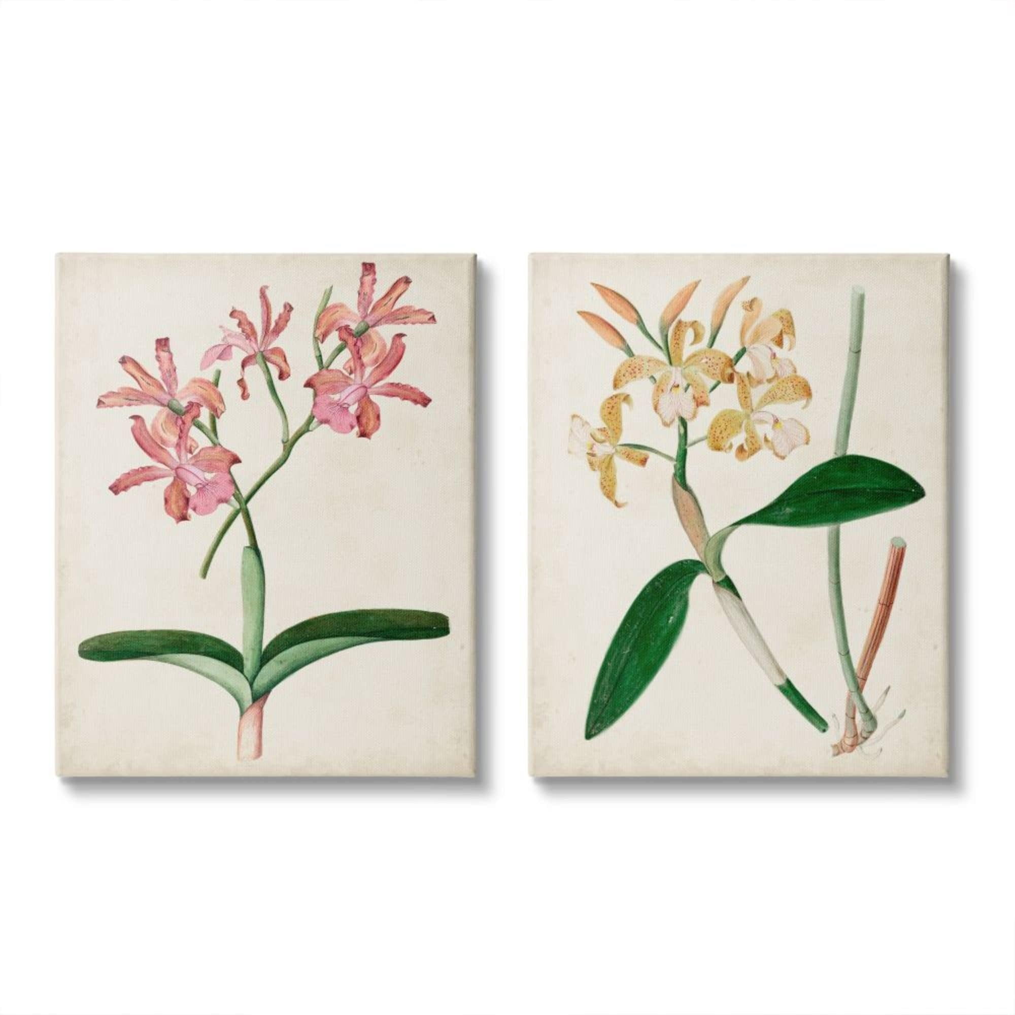 Stupell Industries Vintage Orchid Illustration Pink Yellow Florals Design by Unknown Artist, 2 Piece, 16" x 20"