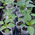 thumbnail image 5 of 100 Pack Fabric Seedling Pots, 3.2x4 in Non-Woven/Nursery Bags, Breathable Plant Starter Bags for Home Gardening, Eco-Friendly Seed Sprouting White, 5 of 7