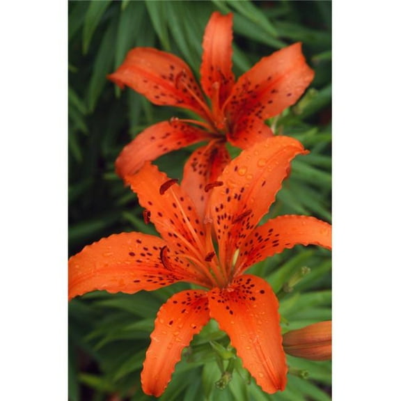 Orange Day Lilies Poster Print