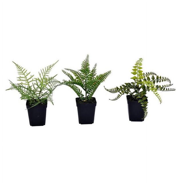 Vickerman FE192106 Assortiment de Fougères Vertes en Pot de 10 Po - Lot de 3