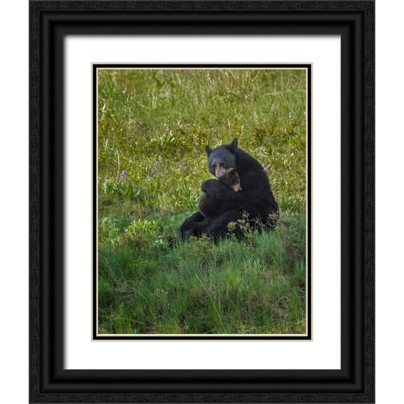 Galloimages Online 12x14 Black Ornate Wood Framed with Double Matting Museum Art Print Titled - Black Bear Hugging Cub