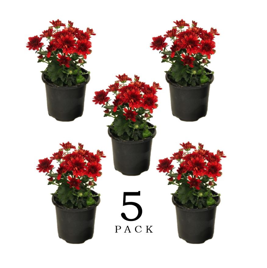 EG Pint Red Garden Mum Full Sun Live Plants (5 Count) with Grower Pots