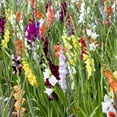 thumbnail image 5 of Colorful Mix Gladiolus Garden Flowers - 40 Bulbs - Red, Yellow, White, Pink, Orange Flowers Attracts Butterflies, Bees & Hummingbirds - Perennial Plants That Will Grow Back Year After Year, 5 of 5