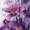 Cityscape, variant on Purple Iris Dining Entryway Home Wall Art Decor