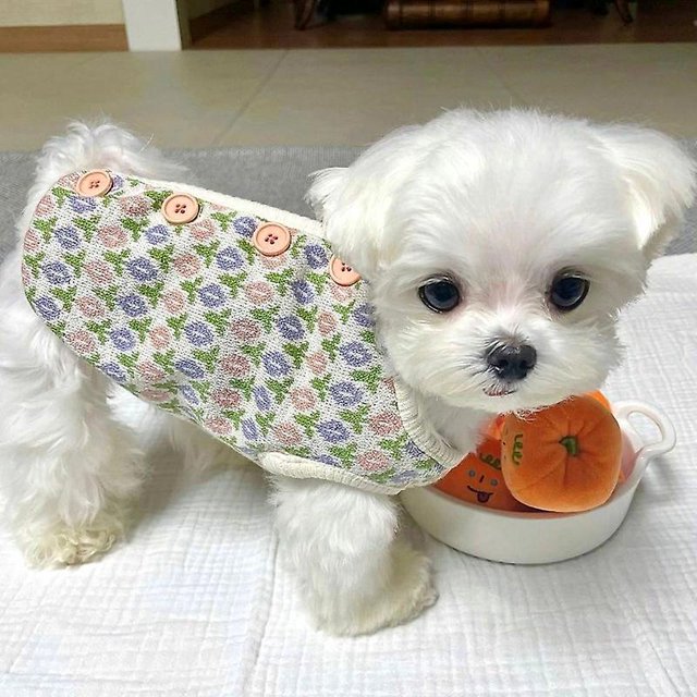 XS Ropa de otoño e invierno para perros y mascotas, ropa para perros con flores verdes, chaleco cálido para cachorros, suéter abierto para caniche, abrigo de tela tejida
