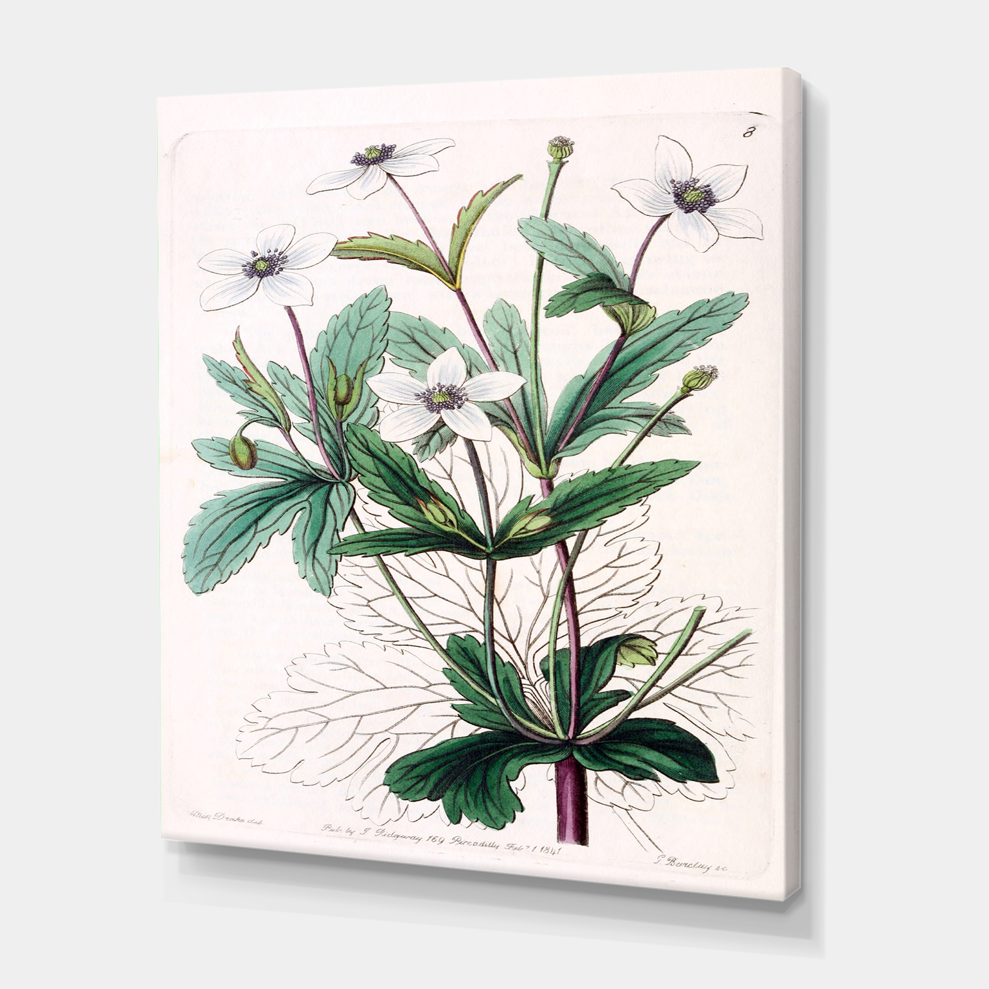 Designart ' Ancient Plant Life XXI ' Traditional Canvas Wall Art Print