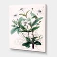 thumbnail image 3 of Designart ' Ancient Plant Life XXI ' Traditional Canvas Wall Art Print, 3 of 4