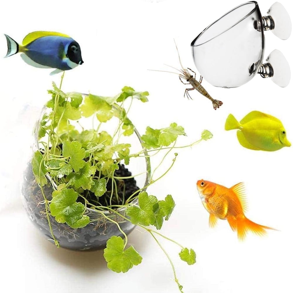 DGROEE Mini Crystal Glass Aquatic Plant Pot, Aquarium Aquatic Planter