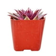 thumbnail image 4 of Sempervivum Red Lion (2"+ Plastic Pot) - Tiny, Lovely, Easy to Care Succulent for Beginners - Live Healthy Unique Succulent - Best Indoor Plant, 4 of 8
