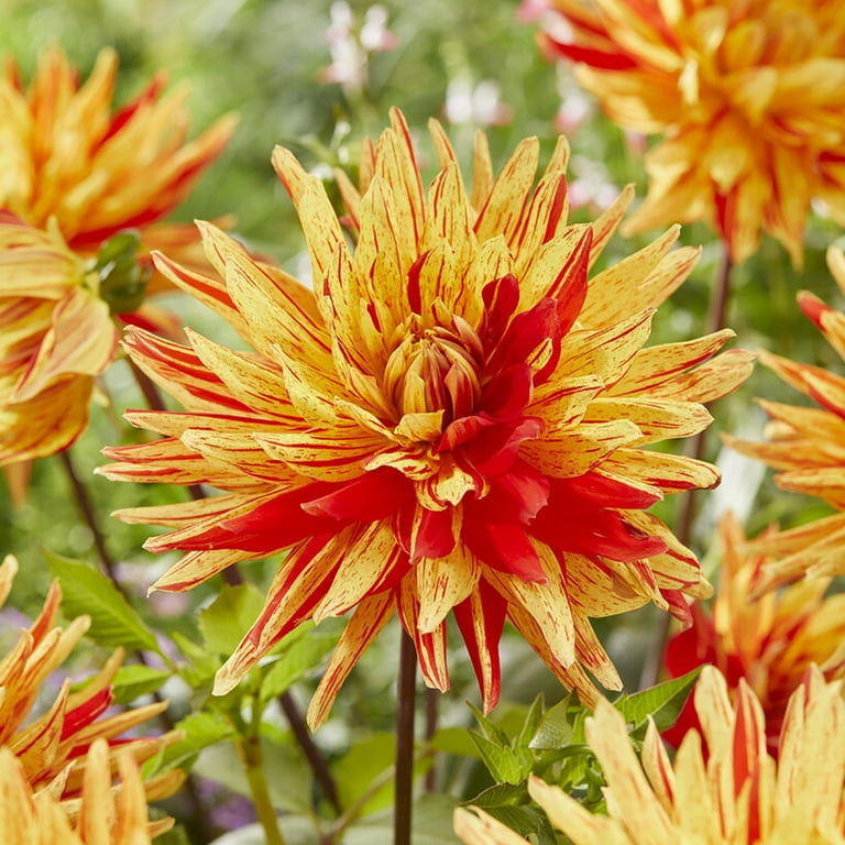 【25％OFF】 Van Multi-color Bulbs, 5 Vulcan, Striped Dahlias Zyverden 工芸品