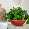 thumbnail image 4 of HC Companies GAB22000E35 22 Inch Resin Garden Bowl Planter Pot, Terra Cotta, 4 of 5
