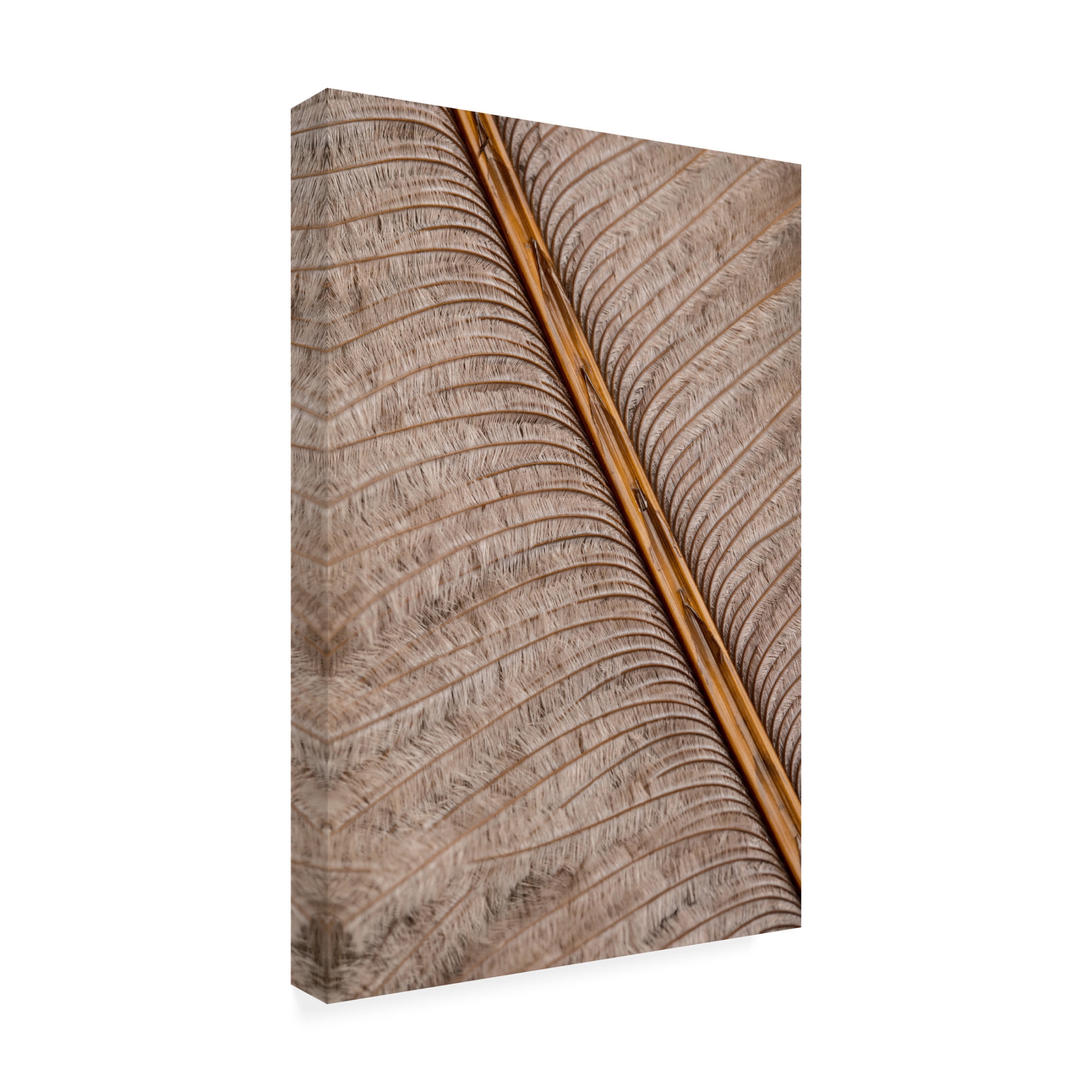 Trademark Fine Art Pictufy Studio Feather Canvas Wall Art