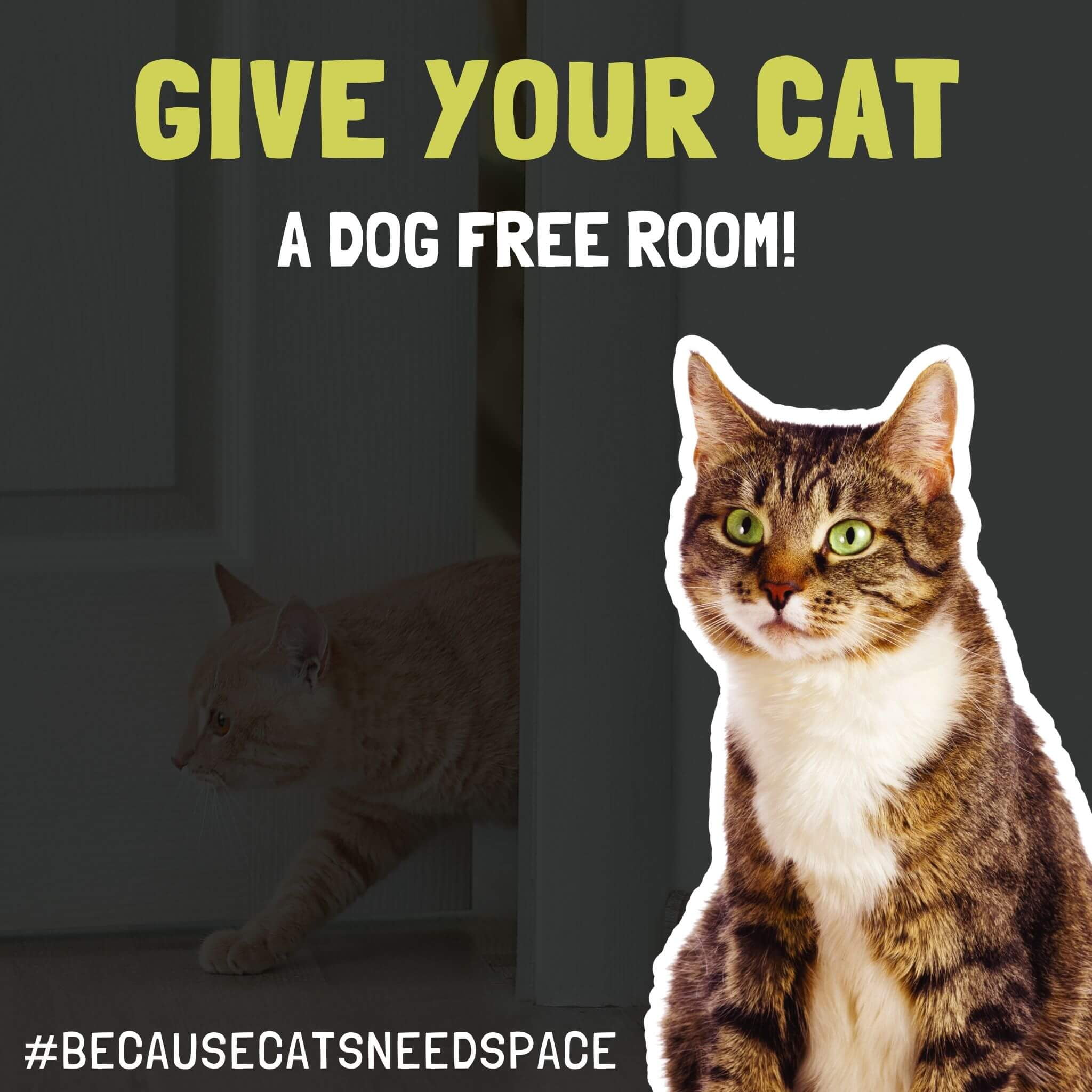 Door Buddy Door Latch to Dog Proof Litter Box. Great Interior Cat