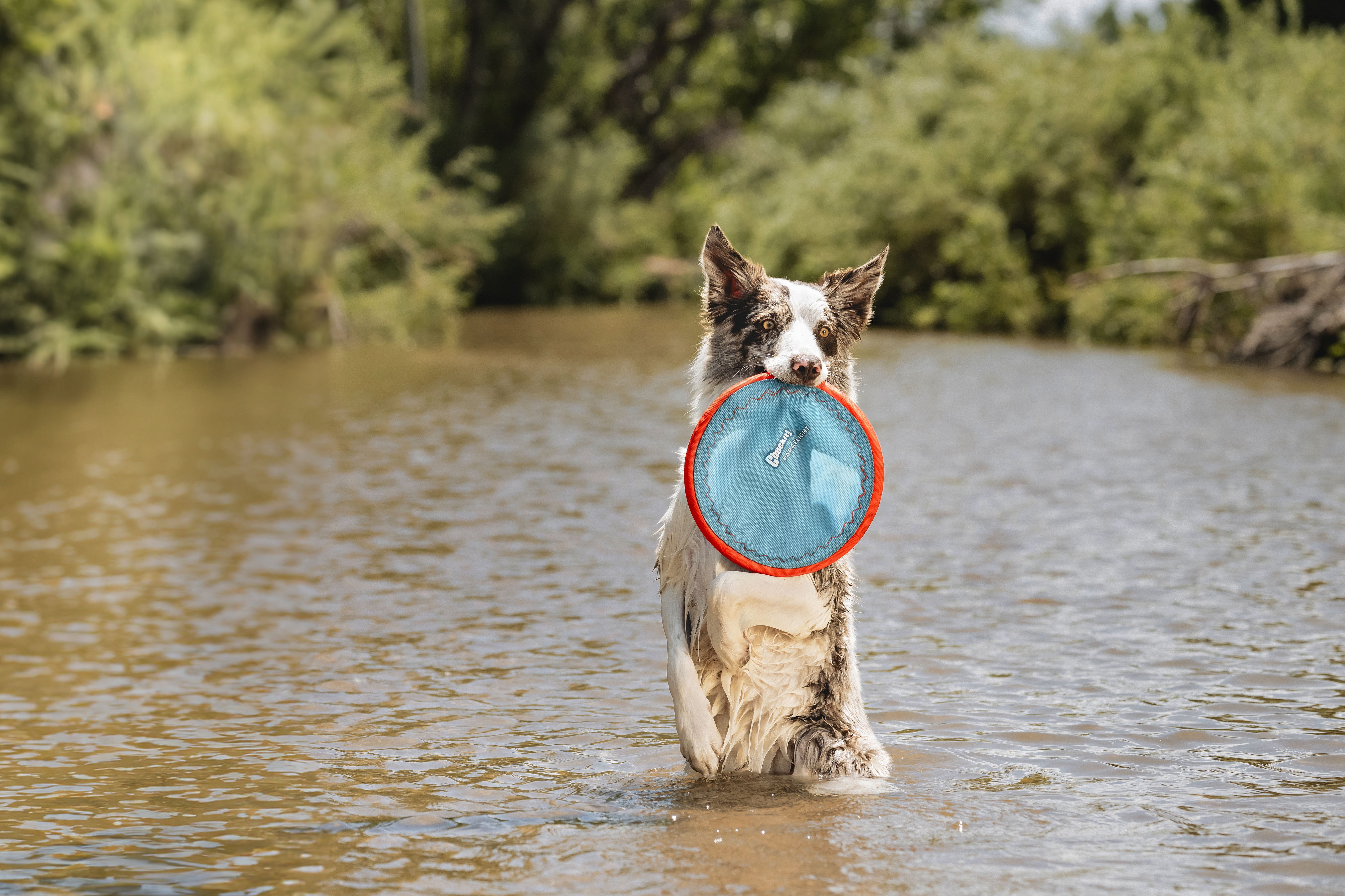 (3 pack) Chuckit! Paraflight Flying Disc Outdoor Dog Toy for Pools, Small (6.5"), for Dogs and Puppies 20-60 lb, Orange and Blue