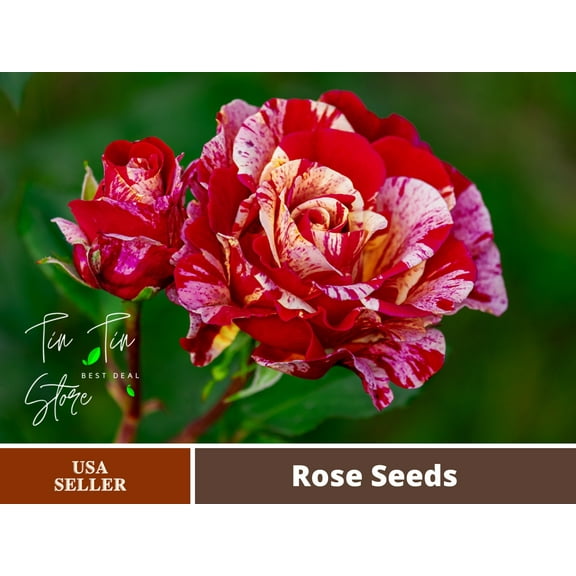 30 Rare seed-Red Dragon Rose Seed Flower #1092-Authentic Seeds-Flowers-Seeds-Rose seeds-Herb seeds-Vegetable Seeds-Mix Seeds for Plant- B3G1