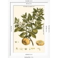 thumbnail image 5 of Art.com Small Miller's Bounty I Art Print by John Miller, White Frame Wall Art, 32" x 44", 5 of 5