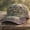 H8, variant on RjnShan United States 250th Anniversary Commemorative Cap Unisex Adjustable Embroidered Print Patriotic Theme Baseball Hat