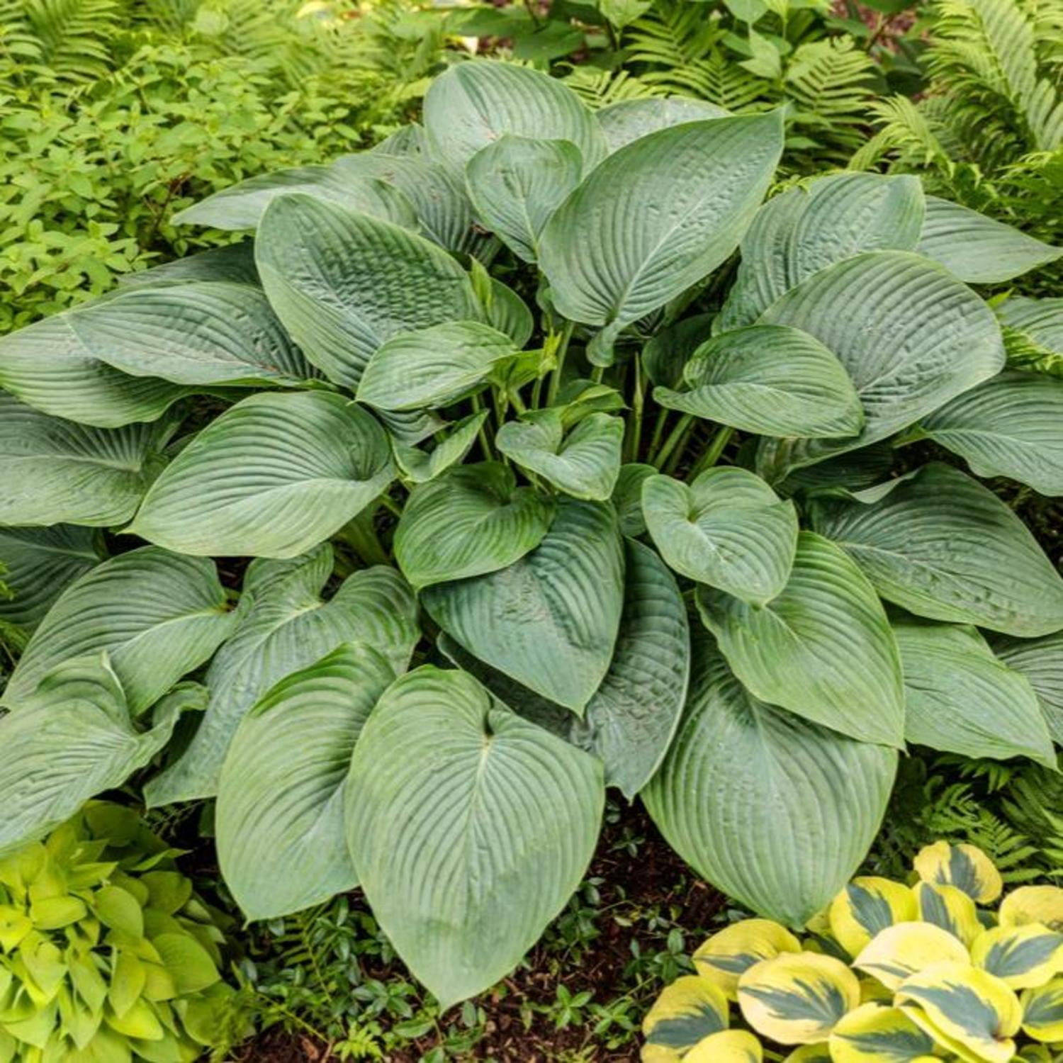 Proven Winners 6" Shadowland 'Empress Wu' Hosta Live Plant in 6.5" Pot