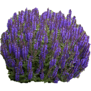 Proven Winners Outdoor Live Plant Salvia Garden Sage Profusion Violet 2.5QT, Sun