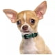 thumbnail image 4 of Collar Para Perros Raza Ch Med Y Gde Tipo Piel Ajustable, 4 of 8