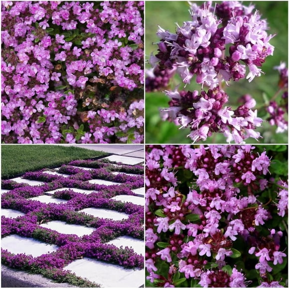 GSDWIUEW Thyme Seeds, 15000+ Purple Cascade Creeping Thyme Seeds Ground Cover, Perennial-Drought-Tolerant, Low-Maintenance,Ideal for Garden Borders & Rockeries