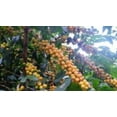 thumbnail image 2 of Super High Caffeine Coffee, Double Caffeine, Arabica-Robusta | Organic | Medium Roast | Fresh Roasted | 12oz Whole Bean 1-Pack, 2 of 6